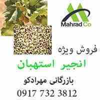 تولید و فروش بی واسطه انجیر استهبان