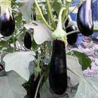 بذر خیار.گوجه.بادمجان 09199762163