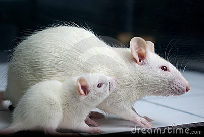 فروش موش آزمایشگاهی(رت ویستار و موش سوری)