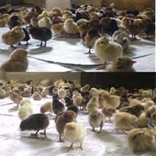 تولیدی جوجه مرغ بومی تخمگذار۱تا۳۰روزه وتبدیل تخم به جوجه بادستگاه جوجه کشی