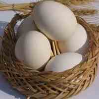 اعطای نمایندگی فروش تخم مرغ در ماسوله
