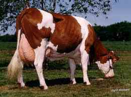 فروش گاو و گوساله شیری و پرواری