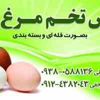 پخش تخم مرغ دی
