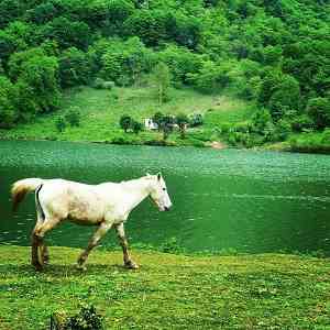 فروش زمین در شیرگاه