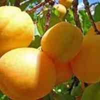 کود بیولوژیک یزد