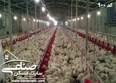 فروش مرغداری تخمی در مهرچین ملارد کد900