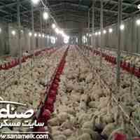 فروش مرغداری تخمی در مهرچین ملارد کد900