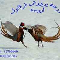 عرضه و فروش قرقاول