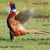 فروش قرقاول در ارومیه 