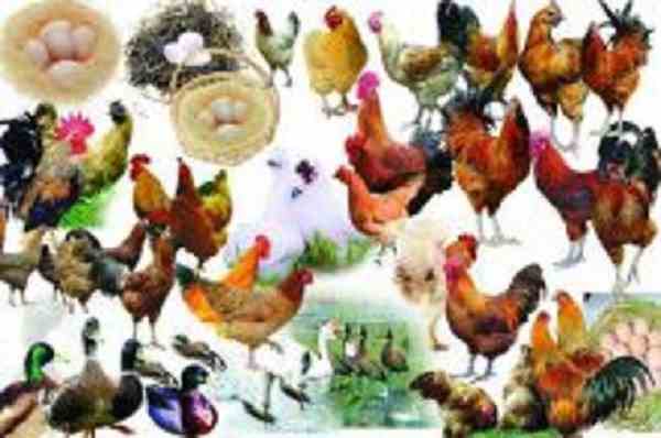 تخم نطفه دار انواع طیور و پرنده زینتی به کل کشور
