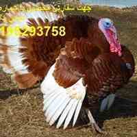 فروش ویژه تخم نطفه دار بوقلمون به صورت تضمینی
