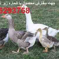 فروش تضمینی تخم نطفه دار غاز محلی با راندمان بالا