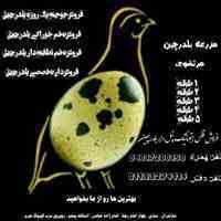 جوجه یکروزه بلدرچین