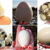 فروش ویژه تخم نطفه دار انواع پرندگان