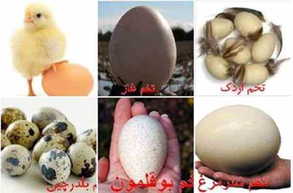 فروش ویژه تخم نطفه دار انواع پرندگان