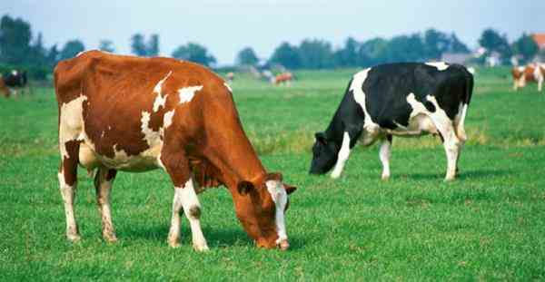 پرورش گاو شیری و تلیسه