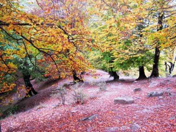 جنگل پیمایی ارفعده در پاییز