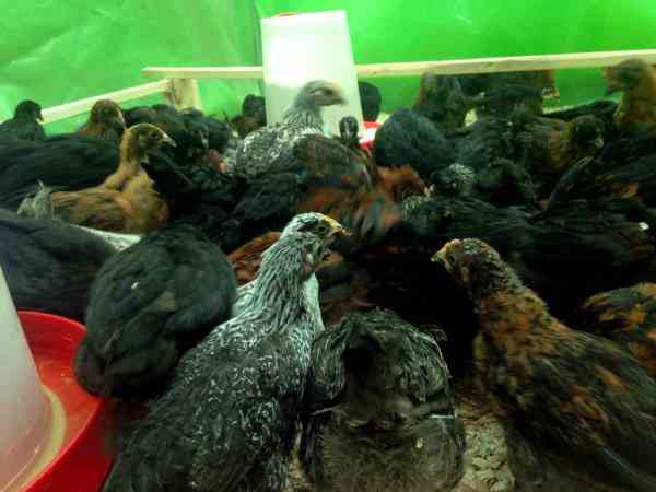 جوجه مرغ و خروس سیاه تخمگذار رسمی 2 ماهه