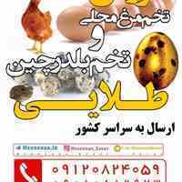 شرکت تعاونی مهرخواه صنعت