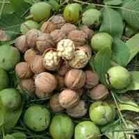 کاشت نهال گردو