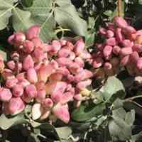 فروش ۸ هکتار باغ 