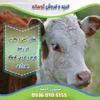 خوراک گوساله پرواری