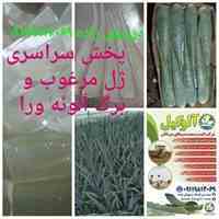 آلوئه ورا 