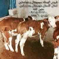 طرح گوساله پرواری 50 راسی