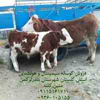 فروش گوساله