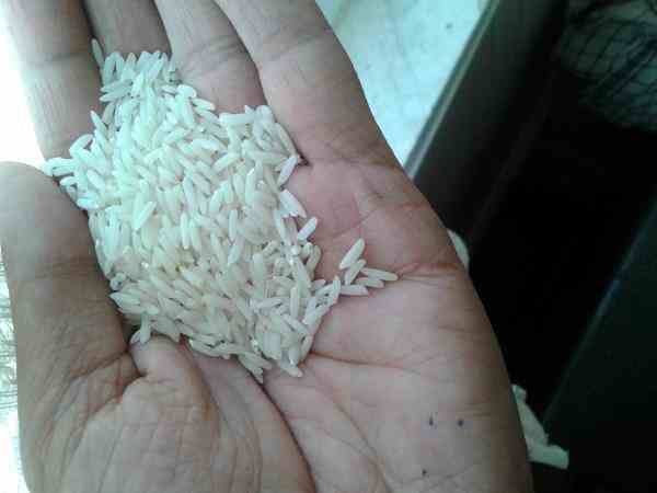 برنج هاشمی مغان درجه یک