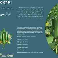 بذر خیار ام آر سی 07 mrc 