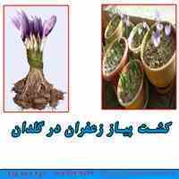 پیاز زعفران