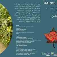 بذر گوجه کاردلن kardelen 