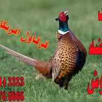 مزرعه پرورش و تکثیر قرقاول در ارومیه