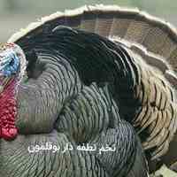 تخم نطفه دار اذران نطفه 