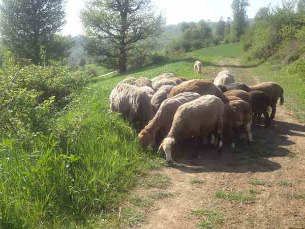 پخش گوسفند زنده عقیل