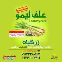 فروش علف لیمو