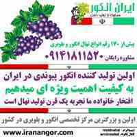 خرید و فروش نهال انگور