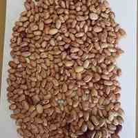 عرضه حبوبات به صئورت عمده 