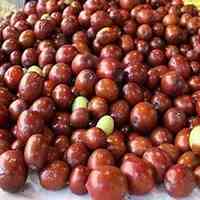 فروش عناب تازه و خشک درجه یک