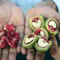 فروش انواع نهال درجه یک و گلهای زینتی مخصوص حیاط و باغچه 
