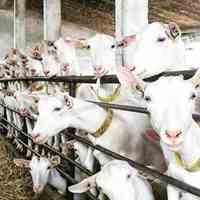 آموزش پرورش گله های میش داشتی