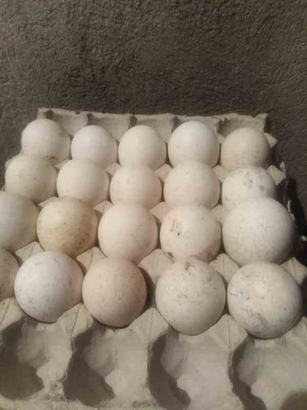 فروش تخم نطفه دار انواع طیور و پرندگان