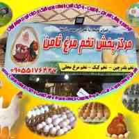 پخش تخم مرغ