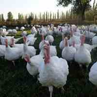 فروش جوجه بوقلمون بیوتی09131007689