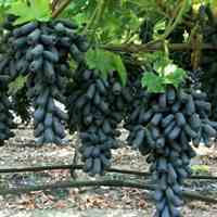 berrycherryham@gmail.com