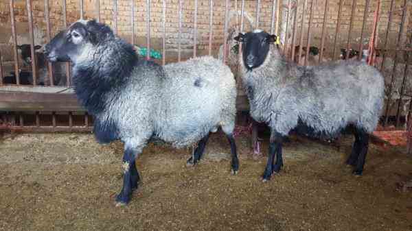 فروش گوسفند رومانف چندقلوزا صددرصد