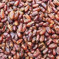 فروش خرما