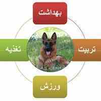 فروش انواع نژاد سگ. باشگاه اسکای