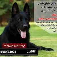 فروش انواع سگ نگهبان و سگ پلیس 09108464931